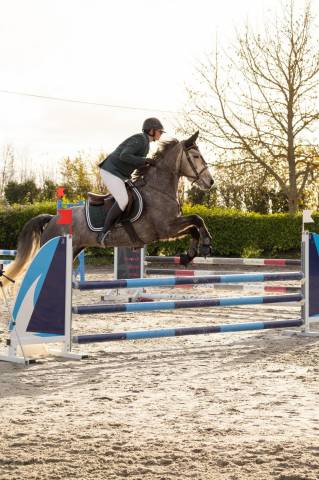 Jeune cheval connemara