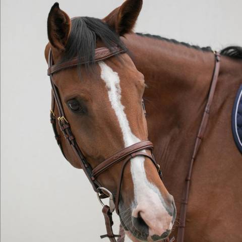 Bridon classique - HVN - Confort et stabilit&eacute;