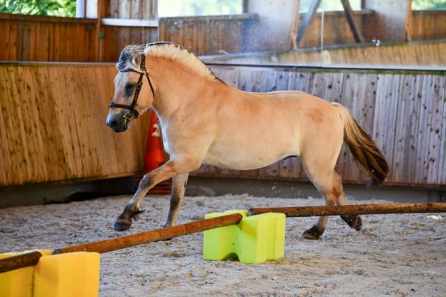 Superbe hongre fjord - isabelle de 3 ans – rino