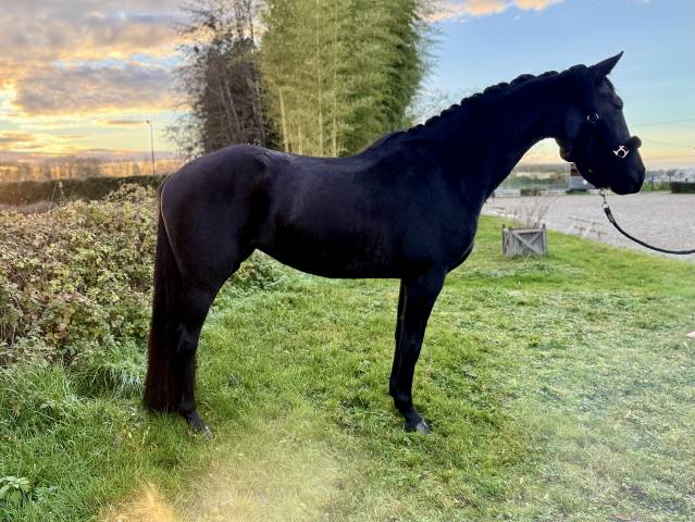 Magnifique beauté noire 