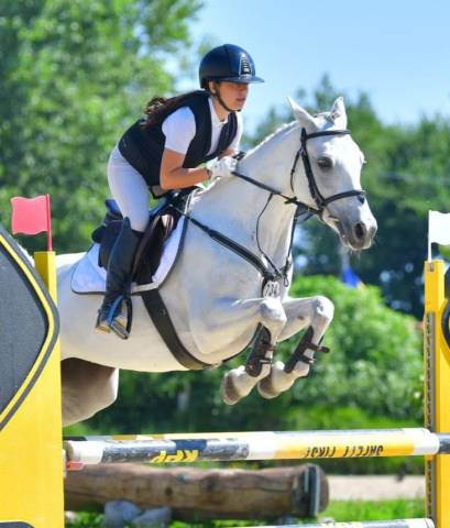 Jument connemara a vendre 2018 gris par gentle charlie