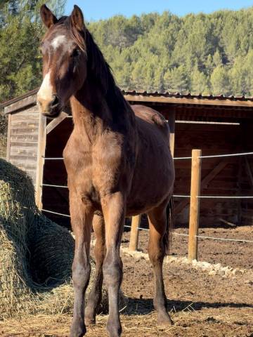 A vendre - poulain par dominator z × soraya de la pomme