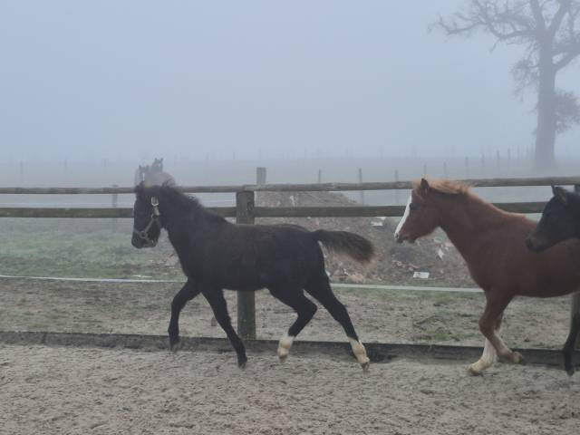 Poulain hongre welsh pony top origines