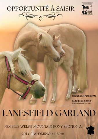 Magnifique ponette welsh mountain palomino pp