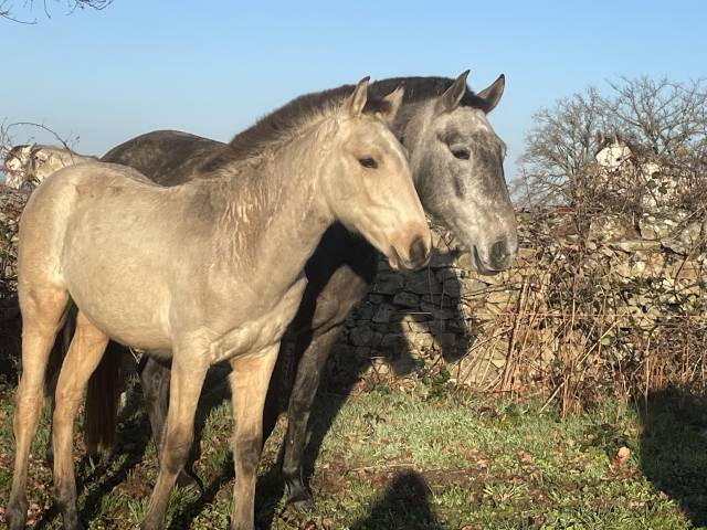 Poulain lusitanien  pp isabelle