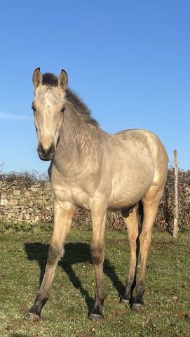 Poulain lusitanien pp isabelle