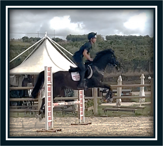 Hongre poney de selle anglais a vendre 2018 bai brun par greengage  fool