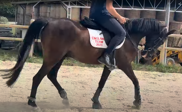 Hongre poney de selle anglais a vendre 2018 bai brun par greengage  fool