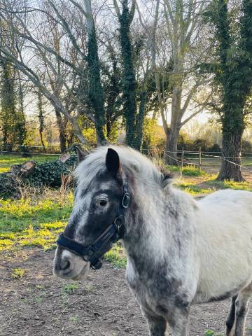 Poney de sport a confier