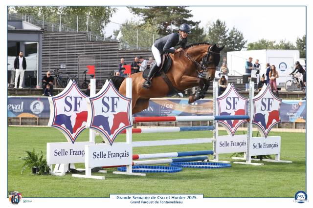 Hongre 6 ans très performant