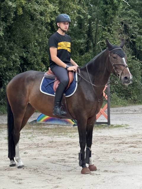 Jument selle français de 10 ans