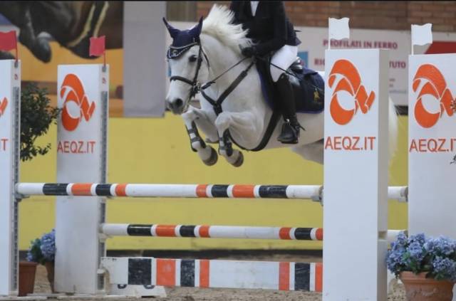 Jument connemara a vendre 2011 gris par va tout du ruere