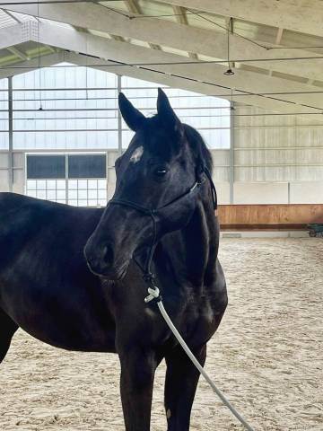 Jolie jument sf 2016