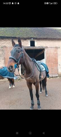 Filet anatomique + rênes 