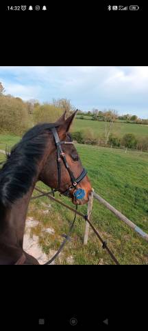 Filet anatomique + rênes 