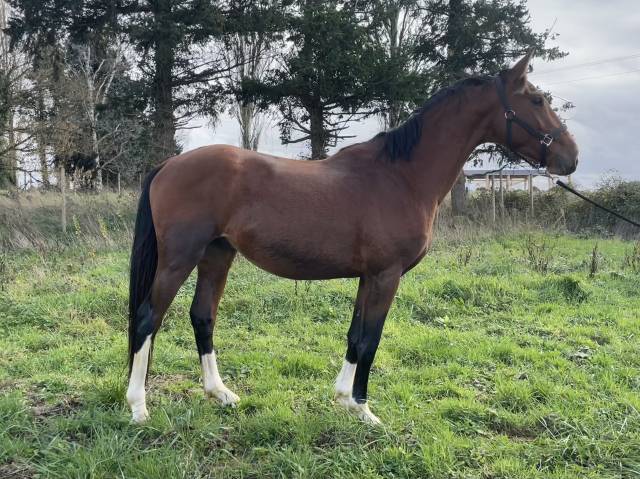 Plusieurs selle français de 3 ans