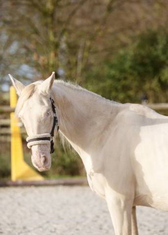 Ponette d perlino avec son poulain isabelle new forest