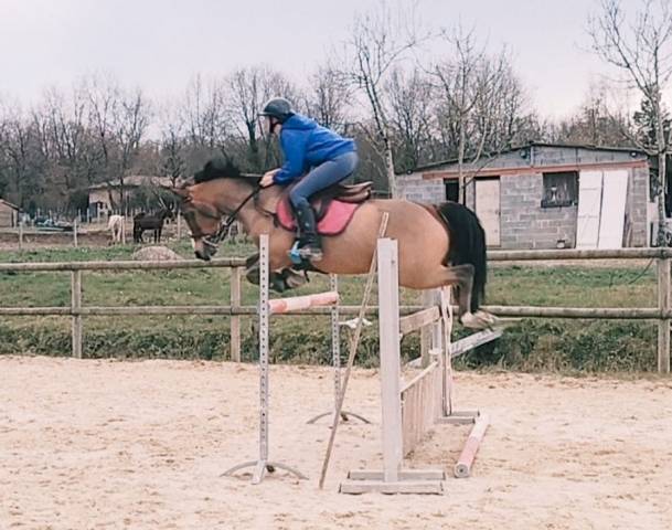 Superbe poney pfs de 10 ans par lennicha de florys