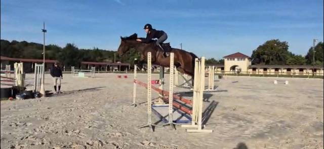 Jument 6 ans par dexter de kerglenn