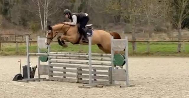 Cheval pour sauter 125/130cm 