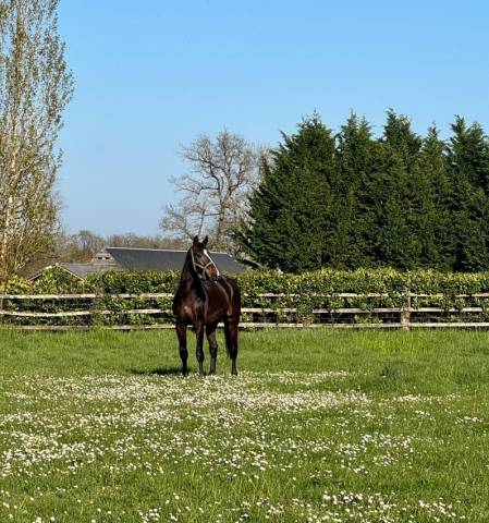 Hongre sf de 4 ans par unaniem x master van de helle