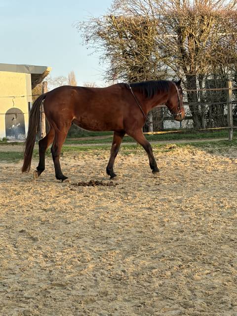 Demi pensionnaire cheval 6 ans