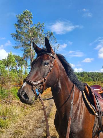 Demi pension - félicie de bacon
