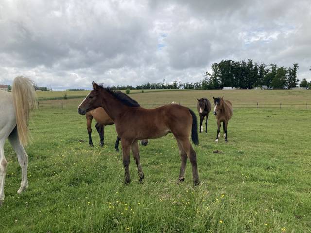Poulain mâle aa par fusain du defey * network
