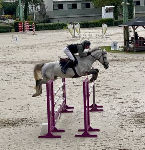 Hongre zangersheide - 7 ans 