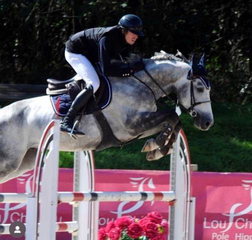 Hongre zangersheide - 7 ans