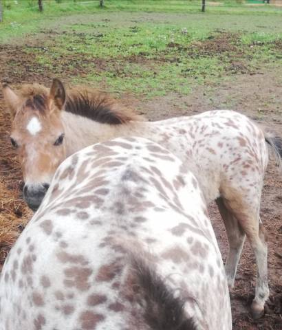 Poney leopard
