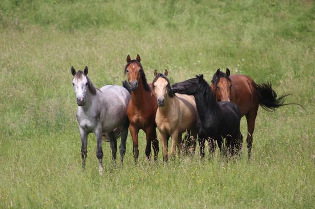 A vendre poneys de sport pfs & connemara