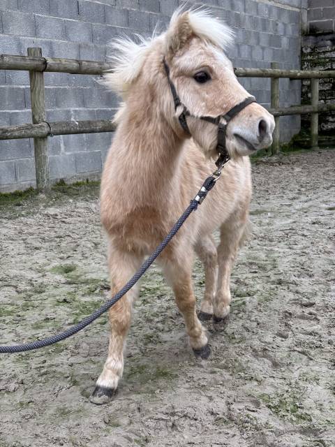 D'artagnan th hook moon l : saillie cheval miniature amhr