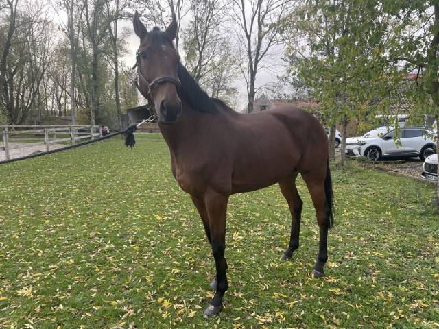 Turania - hongre 10 ans 