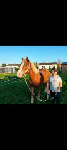 Ponette taille d alezan crins lavés 