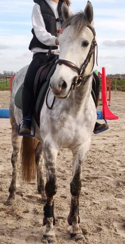 hongre anglo-arabe – 4 ans