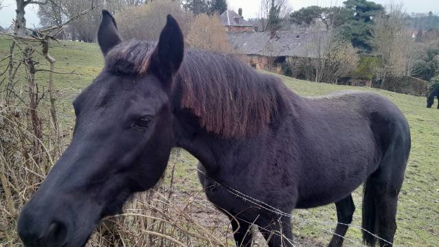 Daéna de la nationale, jument noire