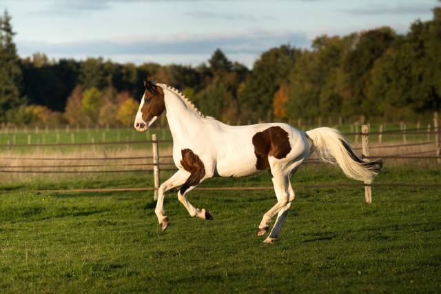 Envol van de rib : étalon cso pie – père de champion de france 2025