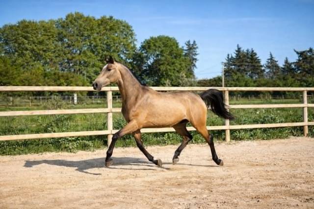 Jument de dressage - pre- 2 ans - dressage- france