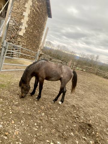 New forest croisé 2 ans – entier (castration prévue)