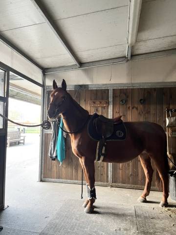 Jument pour loisir ou élevage 