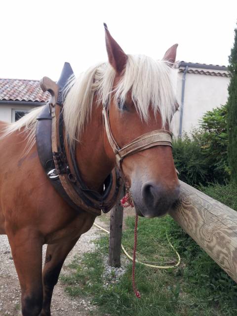 Jument comtoise 19 ans à placer