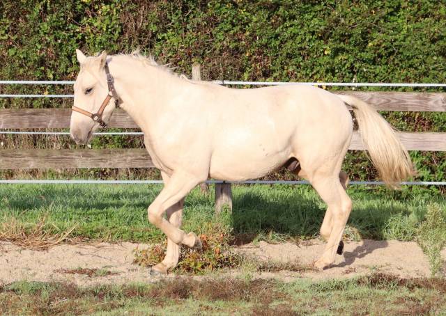 Poulain 1 an 1/2 oc croisé quarter 