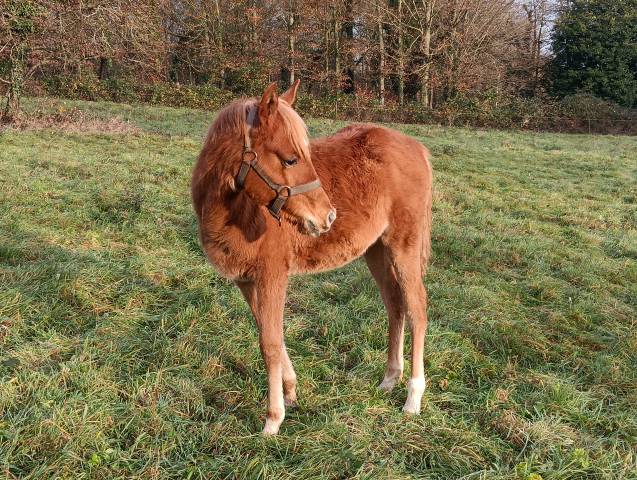 Pouliche pur sang arabe