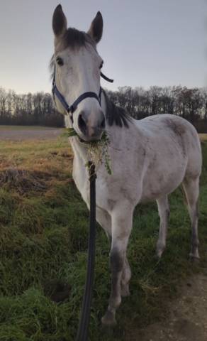 Cheval pur sang à vendre