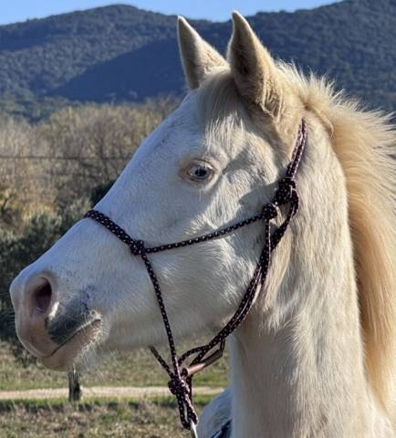 Miko colordream : etalon dsa