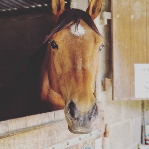 Pension pour chevaux / poney 