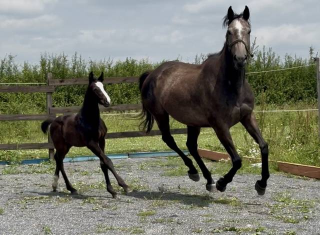 Jument poulinière 6 ans pleine 