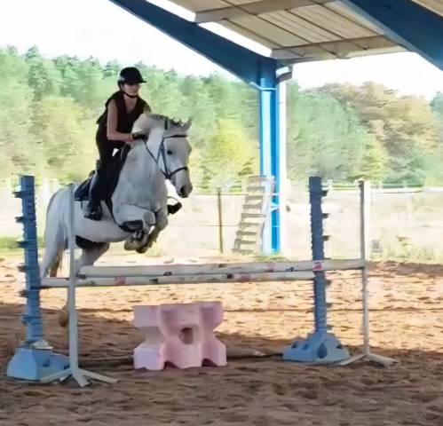 Poney français de selle