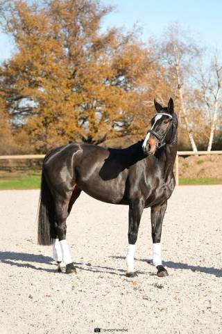  jument - oldenbourg - 5 ans - dressage - france 